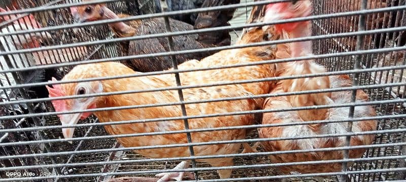 golden misri egg laying hens 8