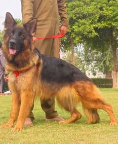 German shepherd  long coat confirm breeder female  16 months for sale