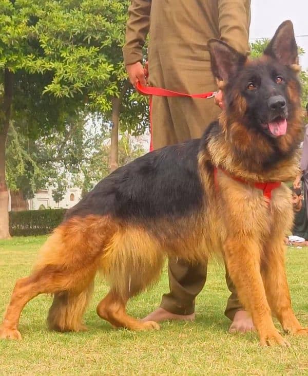 German shepherd  long coat confirm breeder female  16 months for sale 1