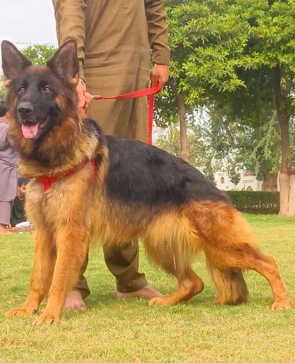 German shepherd  long coat confirm breeder female  16 months for sale 2