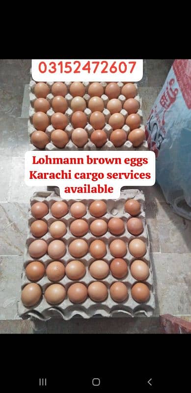 Lohmann brown Eggs 2