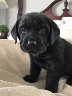 labrador