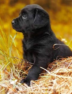 labrador puppy | labrador Dog For Sale