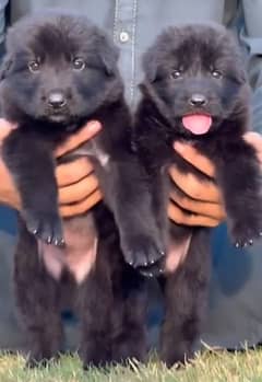 German Shepherd Pair | Black German Shepherd Long Coat Puppy