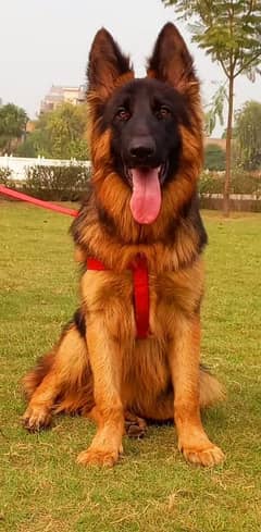 Show quality German shepherd long coat male puppy 8 months for sale