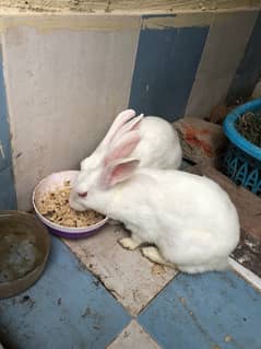 pair of rabbits for sale