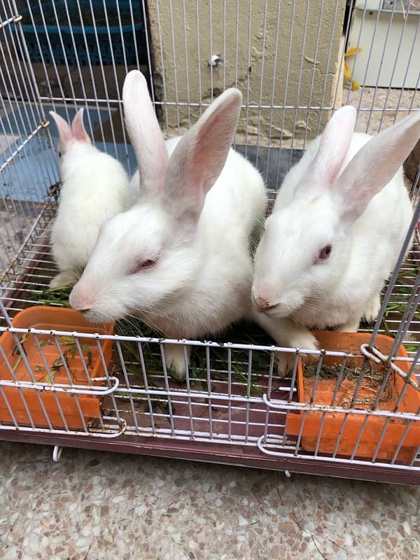 pair of rabbits for sale 2