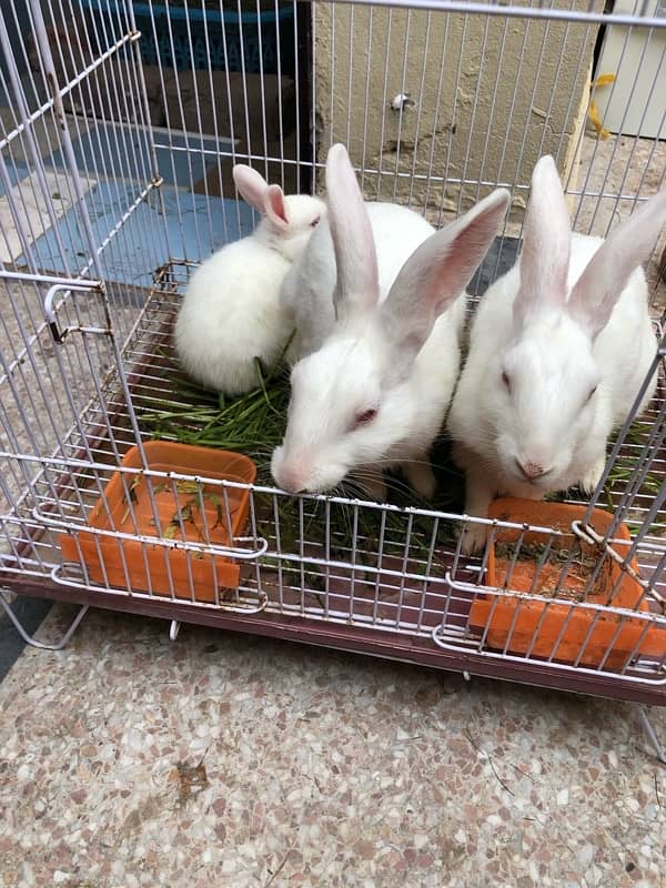 pair of rabbits for sale 3