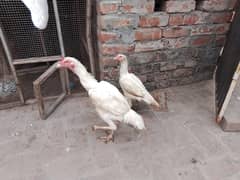 Aseel heera pair for sale