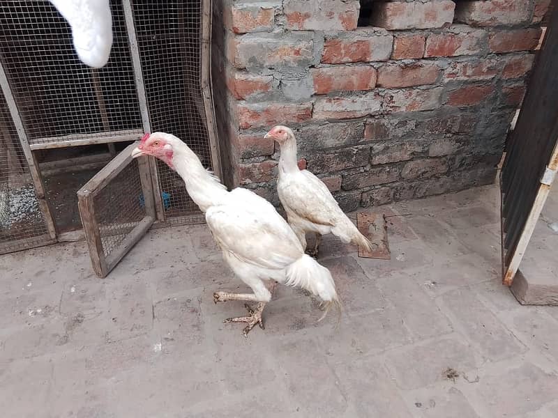 Aseel heera pair for sale 0