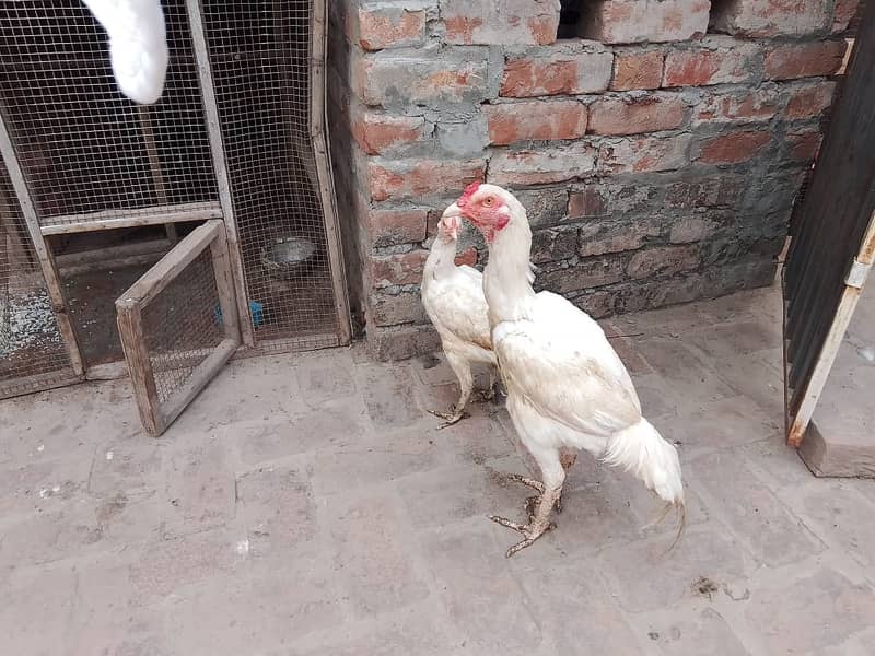 Aseel heera pair for sale 1