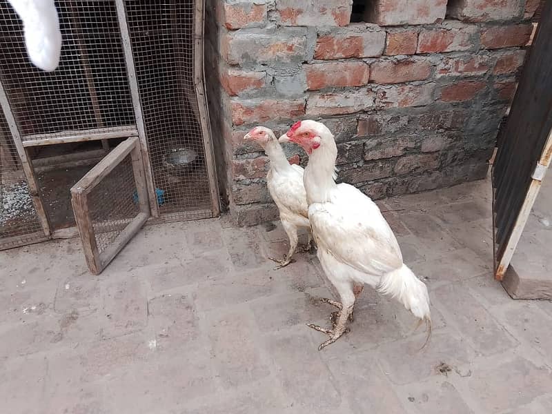 Aseel heera pair for sale 2