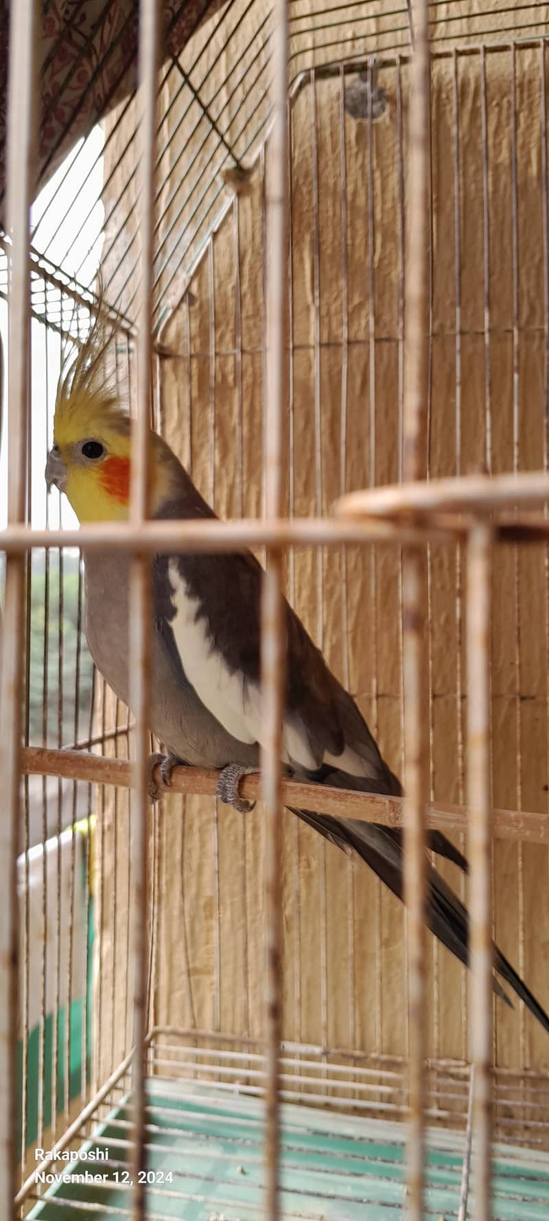 Beautiful cooing cooktail male for sale or replace 0