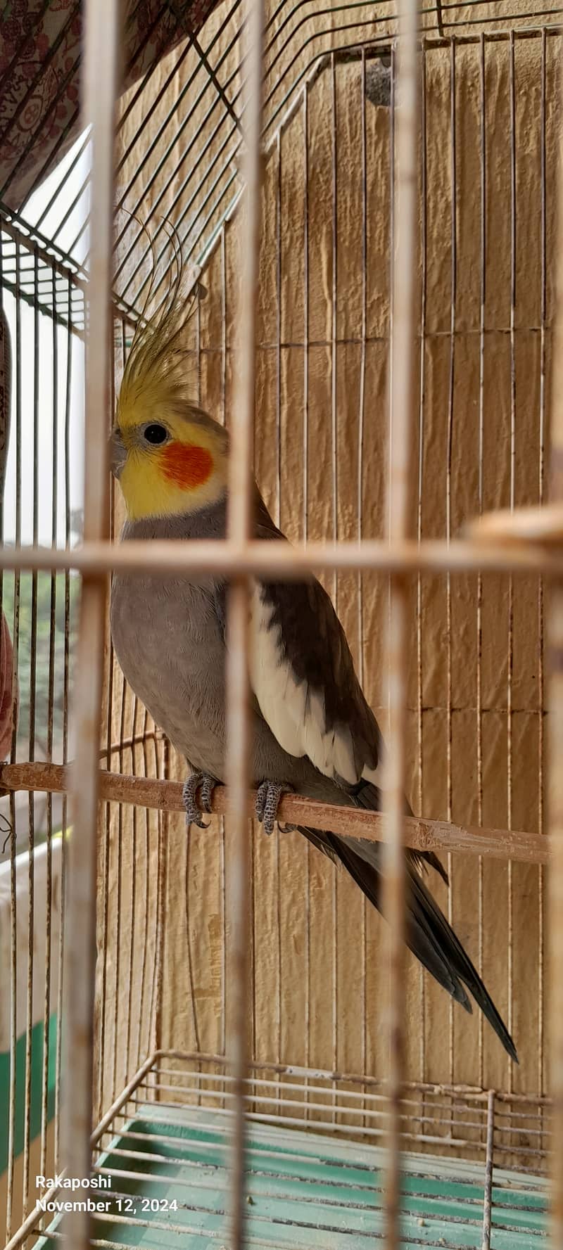 Beautiful cooing cooktail male for sale or replace 1