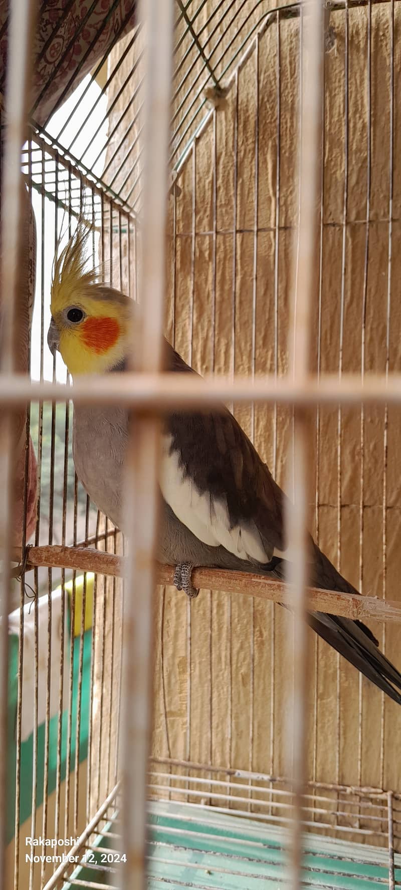 Beautiful cooing cooktail male for sale or replace 2