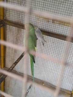 Male Ring Neck parrot