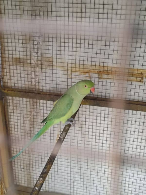 Male Ring Neck parrot 2