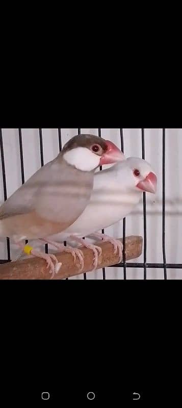 Fawn/Albino Java Breeder Pair Available 1