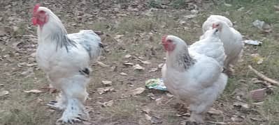 Fertilized eggs of Brahma Heavy Buff Cochin