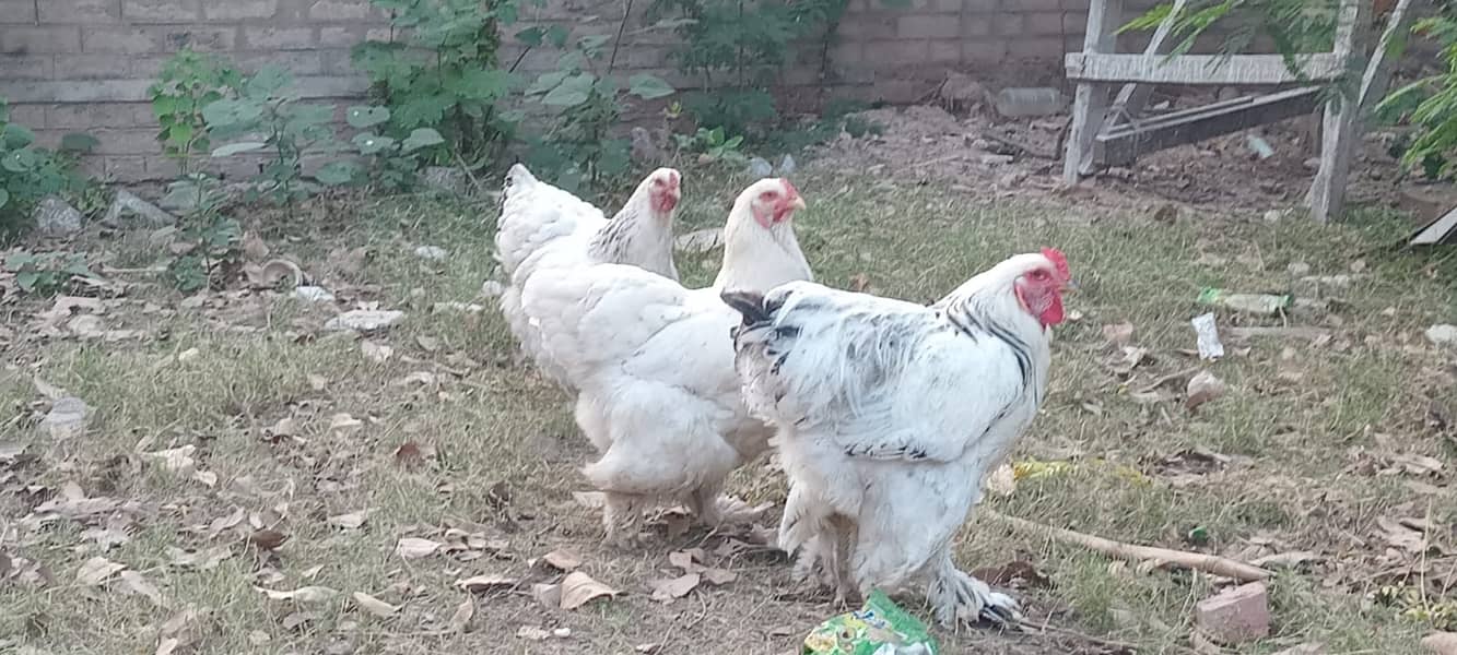 Fertilized eggs of Brahma Heavy Buff Cochin 1