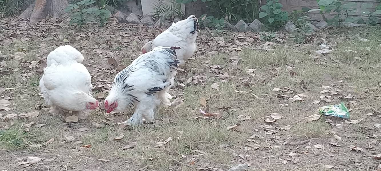 Fertilized eggs of Brahma Heavy Buff Cochin 2