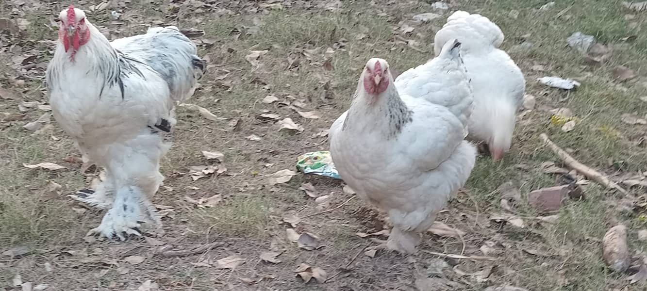 Fertilized eggs of Brahma Heavy Buff Cochin 3