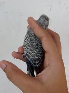 black wing budgie