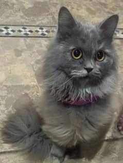 persion cat female, tripple coated, 6 month age for sale