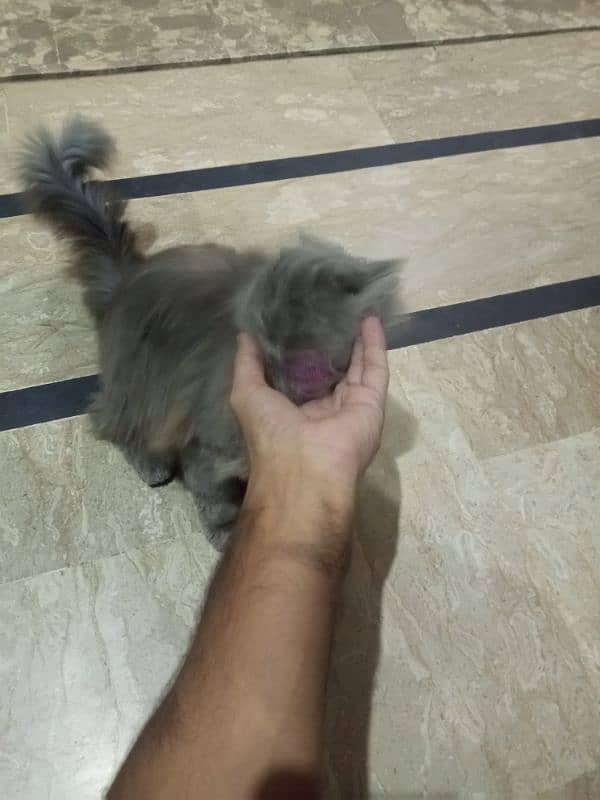 persion cat female, tripple coated, 6 month age for sale 6