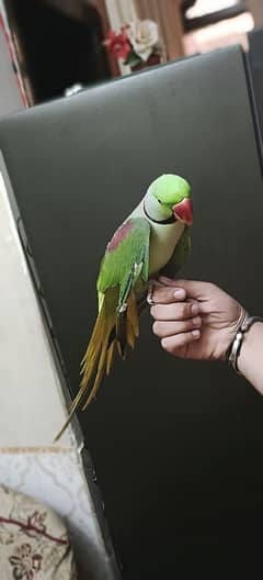 raw parrot