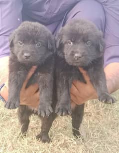 German Shepherd long coat puppies for sale