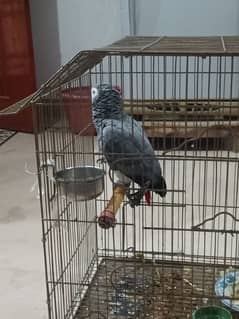 hand tame 2 year old grey parrots RS=250000