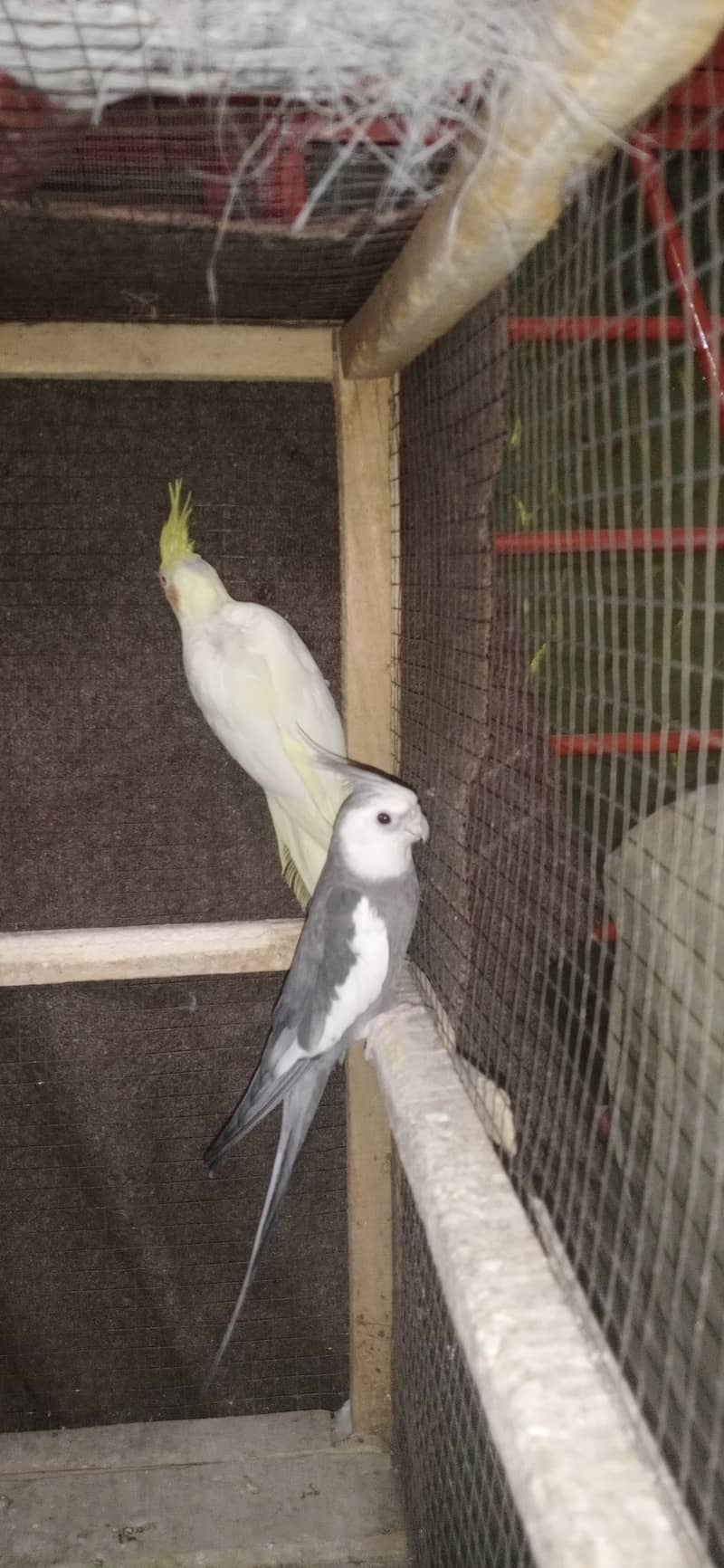 two cocktail breeder pair and 6 Australian breeder pair for sale 0