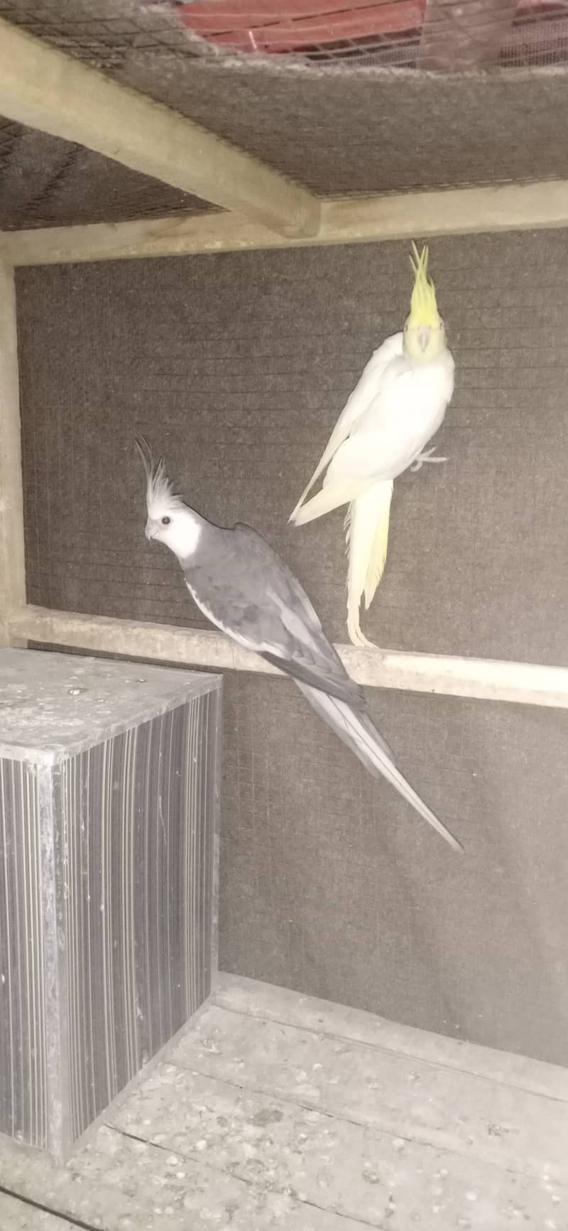 two cocktail breeder pair and 6 Australian breeder pair for sale 1