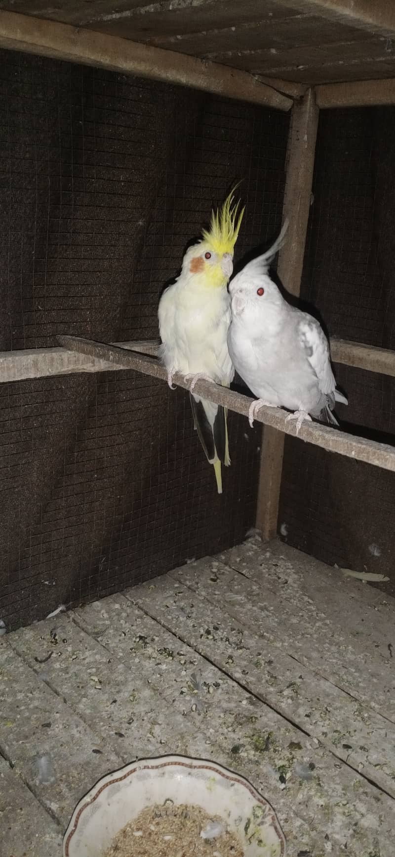 two cocktail breeder pair and 6 Australian breeder pair for sale 5