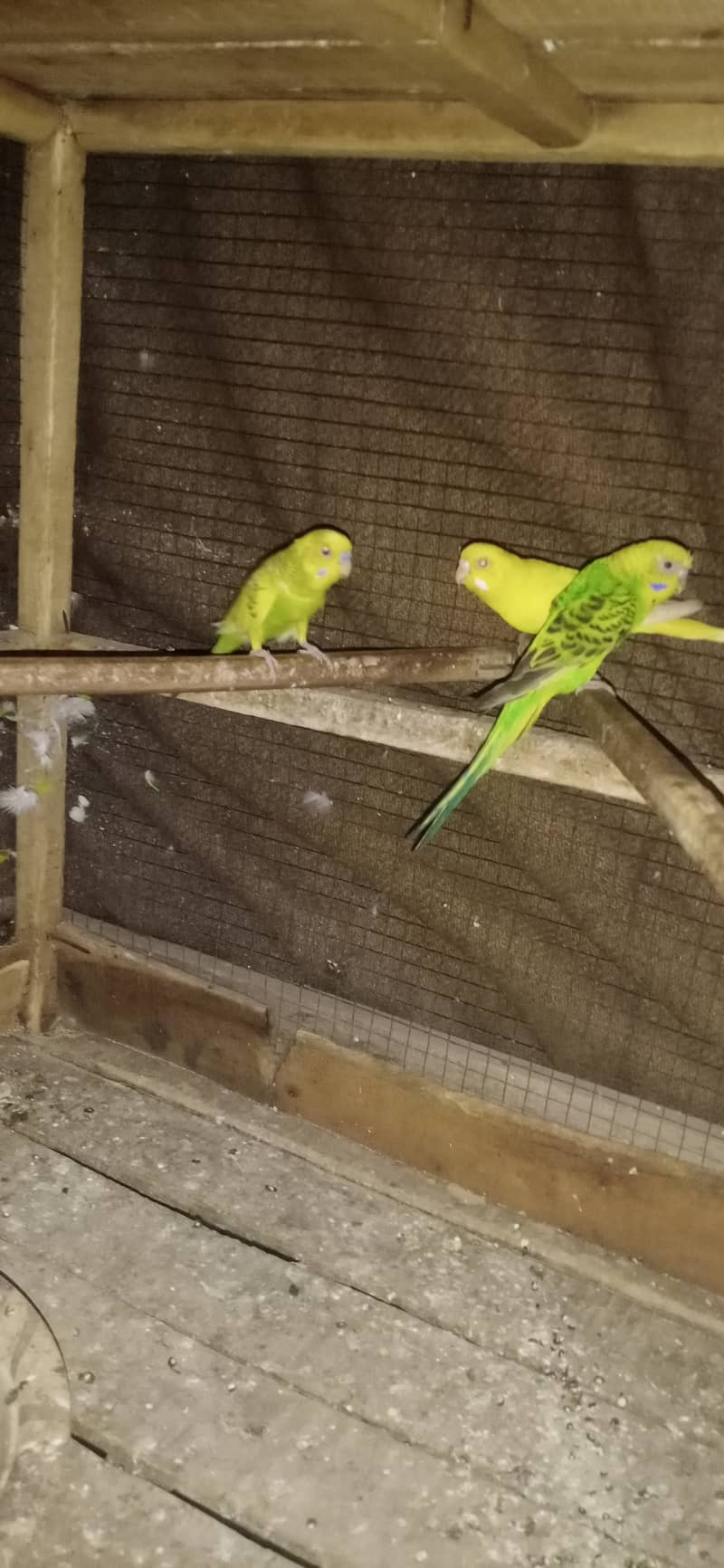 two cocktail breeder pair and 6 Australian breeder pair for sale 6