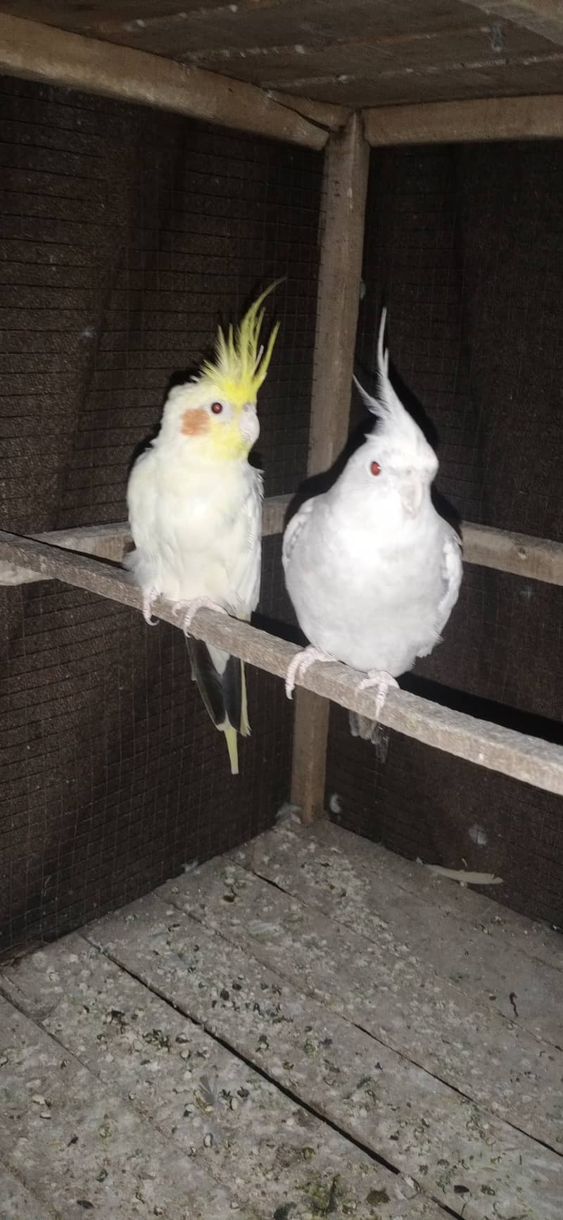 two cocktail breeder pair and 6 Australian breeder pair for sale 7