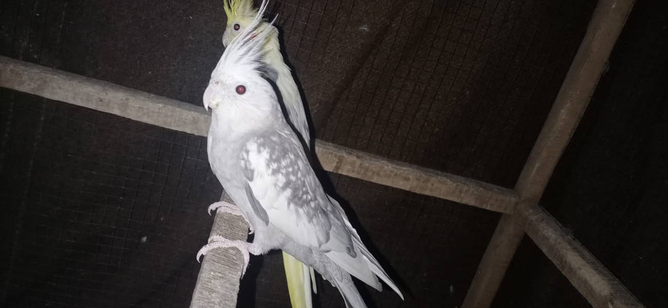 two cocktail breeder pair and 6 Australian breeder pair for sale 8