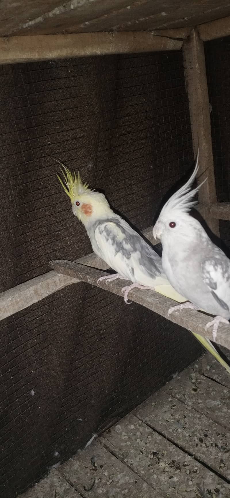 two cocktail breeder pair and 6 Australian breeder pair for sale 10