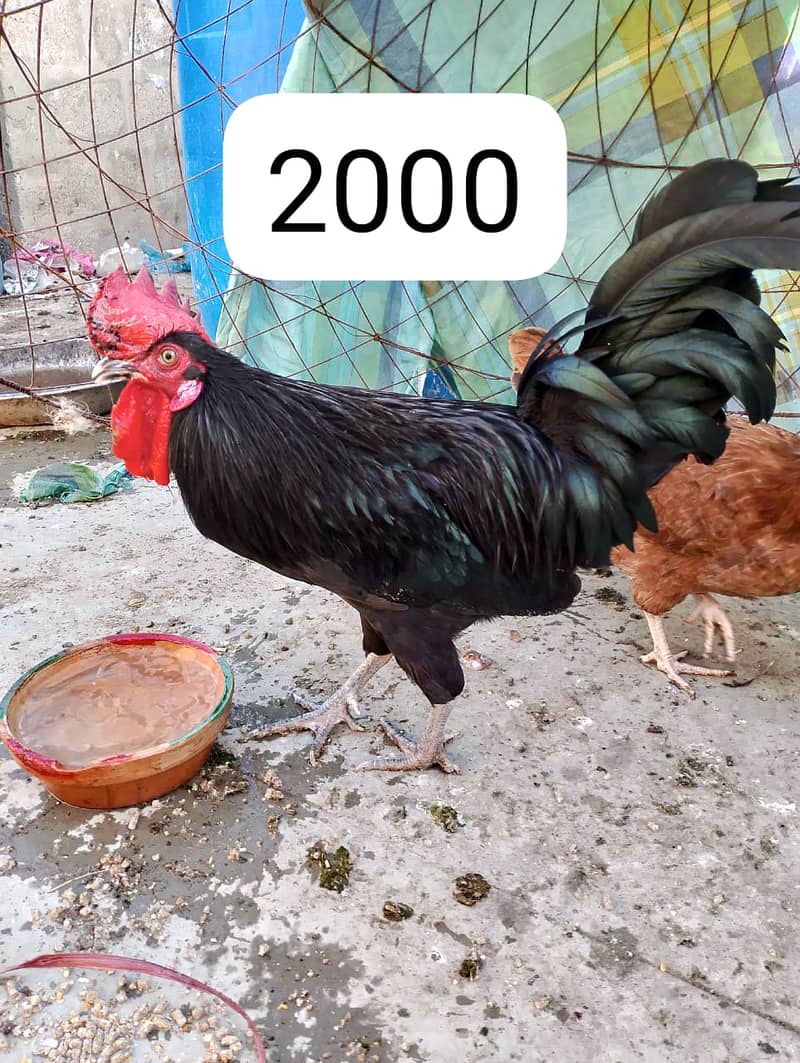 australorp 2000 tetri murgi 3000 4