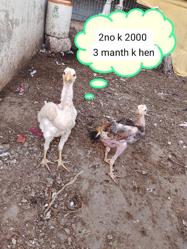 australorp 2000 tetri murgi 3000 2