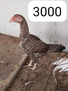 australorp 2000 tetri murgi 3000