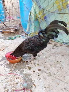 australorp