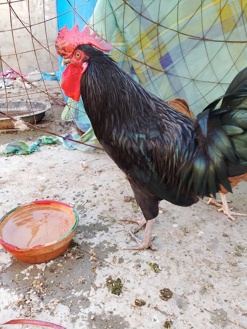 australorp 2000 tetri murgi 3000 6