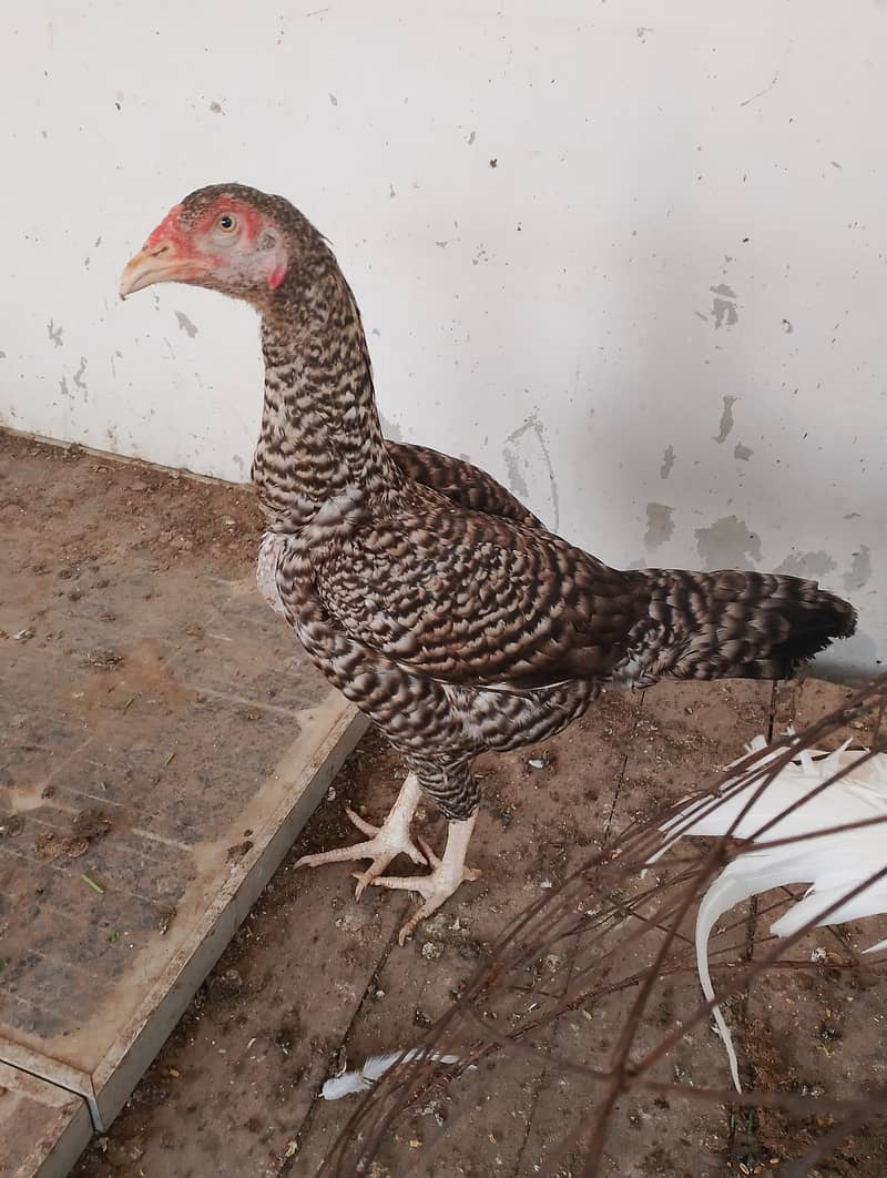 australorp 2000 tetri murgi 3000 7