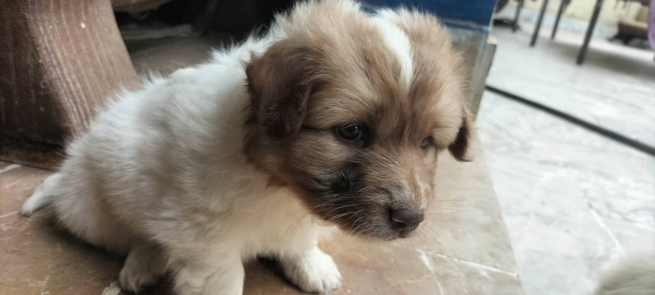 Russian Dog Available In Multan 0