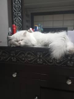 Persian cat for sale with accessories