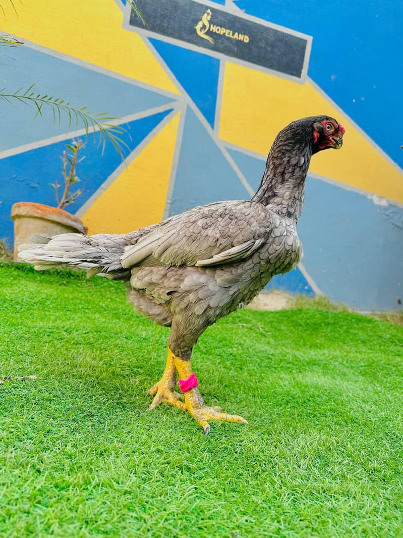 Aseel / Indian Parrot beak / Chicks / Hens / Hopeland Fancy Bids 2