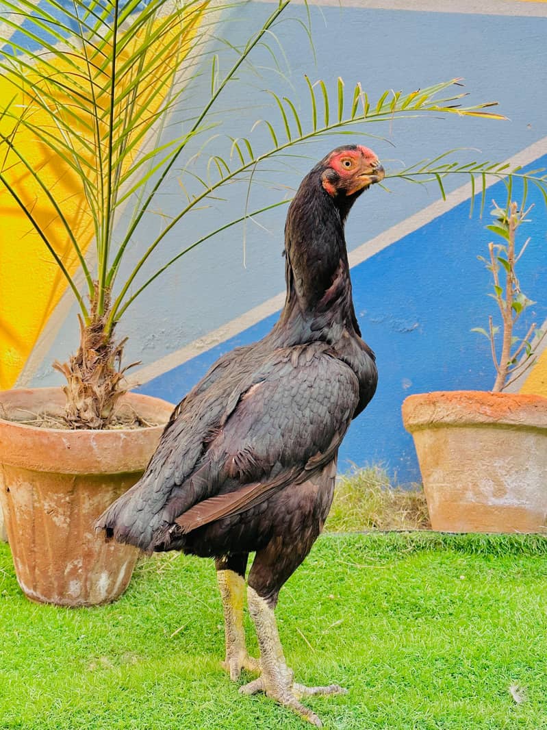 Aseel / Indian Parrot beak / Chicks / Hens / Hopeland Fancy Bids 7