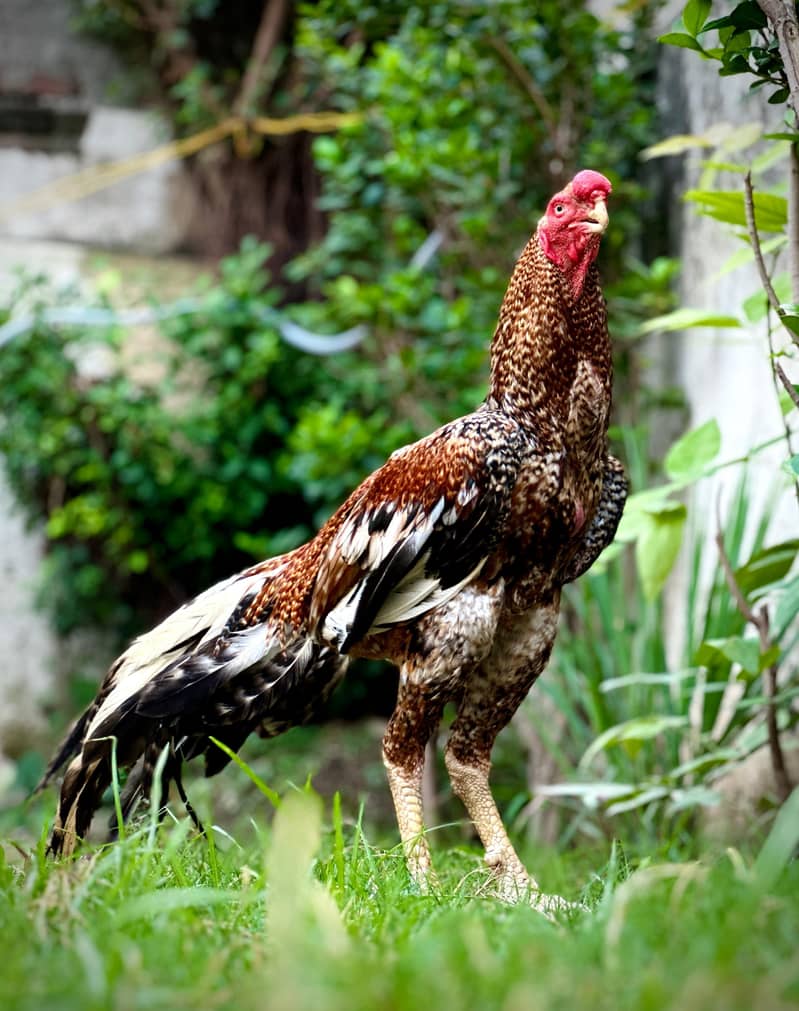 Aseel / Indian Parrot beak / Chicks / Hens / Hopeland Fancy Bids 16